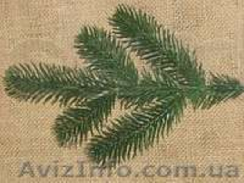 Продам искусственные ветки ели и хвои - <ro>Изображение</ro><ru>Изображение</ru> #3, <ru>Объявление</ru> #985300