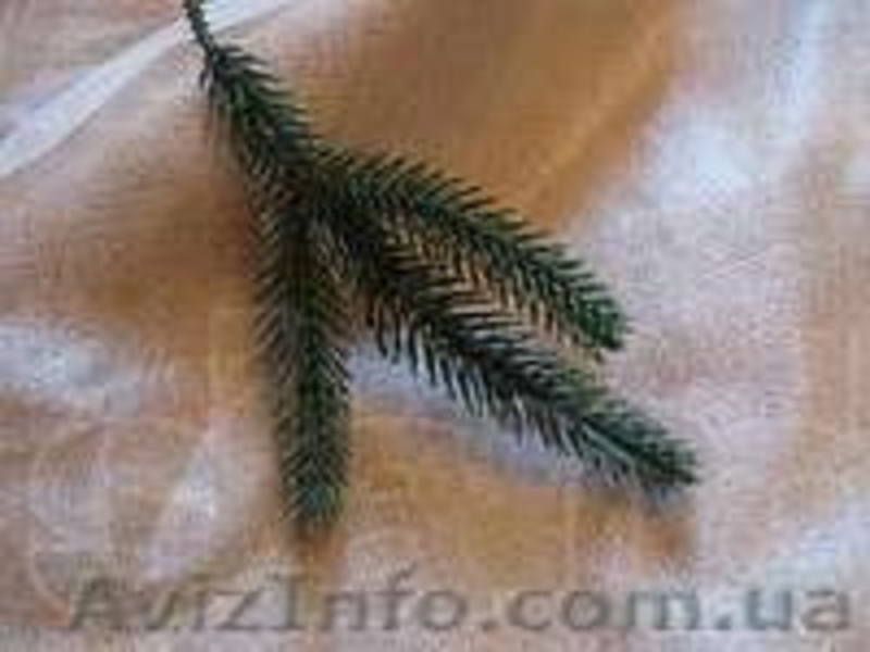 Продам искусственные ветки ели и хвои - <ro>Изображение</ro><ru>Изображение</ru> #2, <ru>Объявление</ru> #985300