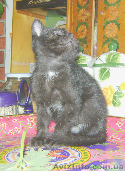 Лучший ЖИВОЙ ПОДАРОК  - <ro>Изображение</ro><ru>Изображение</ru> #10, <ru>Объявление</ru> #825563