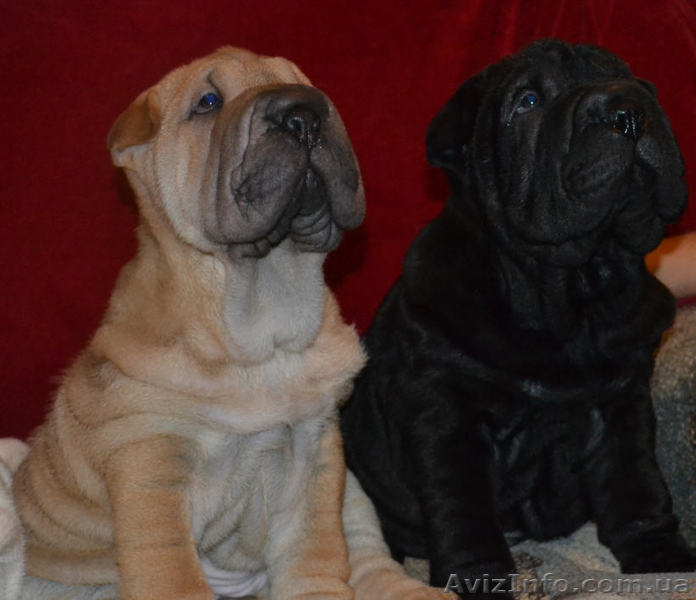 Шарпей - элитные щенки - <ro>Изображение</ro><ru>Изображение</ru> #1, <ru>Объявление</ru> #982775