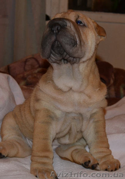 Шарпей - элитные щенки - <ro>Изображение</ro><ru>Изображение</ru> #4, <ru>Объявление</ru> #982775