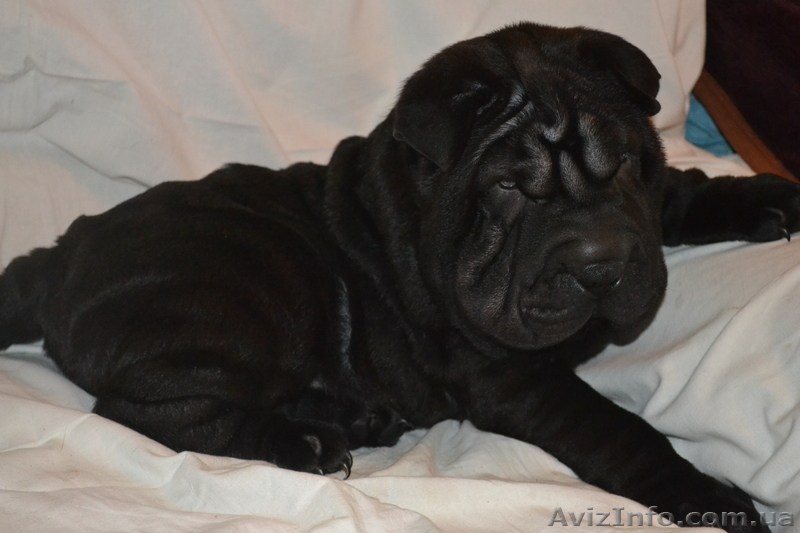 Шарпей - элитные щенки - <ro>Изображение</ro><ru>Изображение</ru> #5, <ru>Объявление</ru> #982775