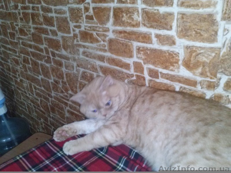 красный табби приглашает на вязку вислоухих кошек - <ro>Изображение</ro><ru>Изображение</ru> #4, <ru>Объявление</ru> #945715