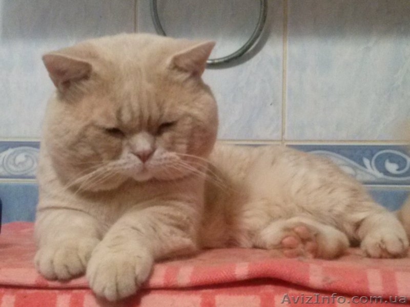 вязка  вислоухих кошек  - <ro>Изображение</ro><ru>Изображение</ru> #1, <ru>Объявление</ru> #76195