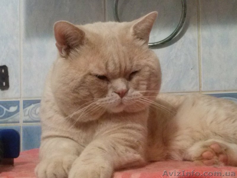 вязка  вислоухих кошек  - <ro>Изображение</ro><ru>Изображение</ru> #2, <ru>Объявление</ru> #76195