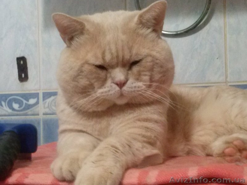 вязка  вислоухих кошек  - <ro>Изображение</ro><ru>Изображение</ru> #3, <ru>Объявление</ru> #76195