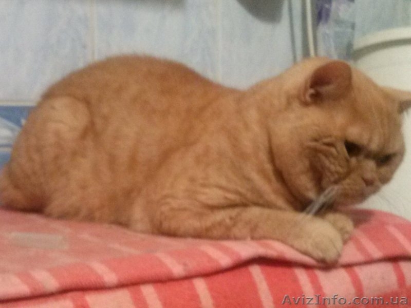 красный табби приглашает на вязку вислоухих кошек - <ro>Изображение</ro><ru>Изображение</ru> #2, <ru>Объявление</ru> #945715