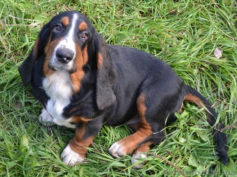 Продаются щенки бассет-хаунда. - <ro>Изображение</ro><ru>Изображение</ru> #1, <ru>Объявление</ru> #975315