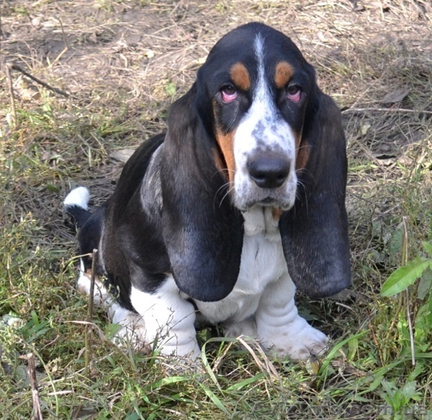 Продаются щенки бассет-хаунда. - <ro>Изображение</ro><ru>Изображение</ru> #4, <ru>Объявление</ru> #975315