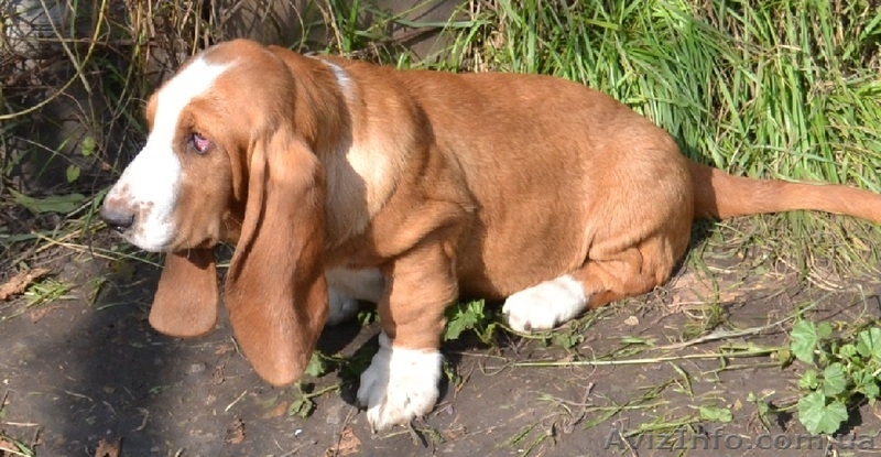 Продаются щенки бассет-хаунда. - <ro>Изображение</ro><ru>Изображение</ru> #9, <ru>Объявление</ru> #975315