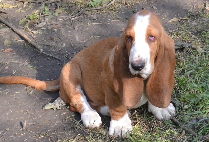 Продаются щенки бассет-хаунда. - <ro>Изображение</ro><ru>Изображение</ru> #8, <ru>Объявление</ru> #975315