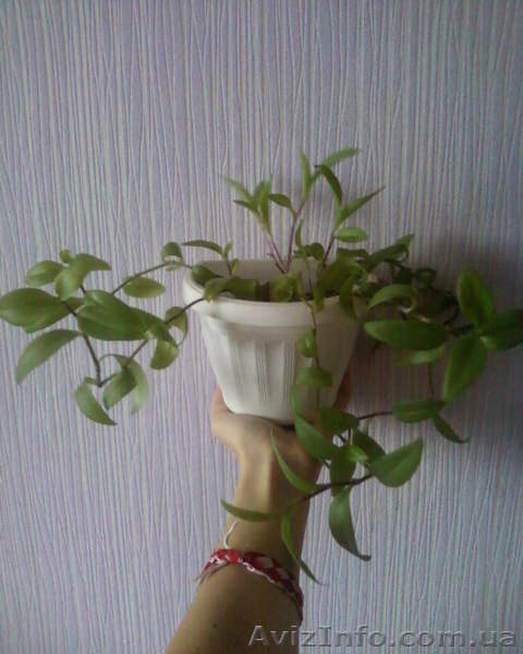 Традесканция Т. fluminensis - <ro>Изображение</ro><ru>Изображение</ru> #3, <ru>Объявление</ru> #981561