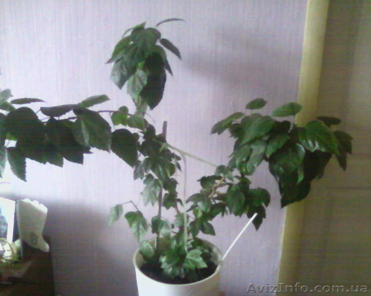 Гибискус китайский (Hibiscus rosa-sinensis)  - <ro>Изображение</ro><ru>Изображение</ru> #3, <ru>Объявление</ru> #981579