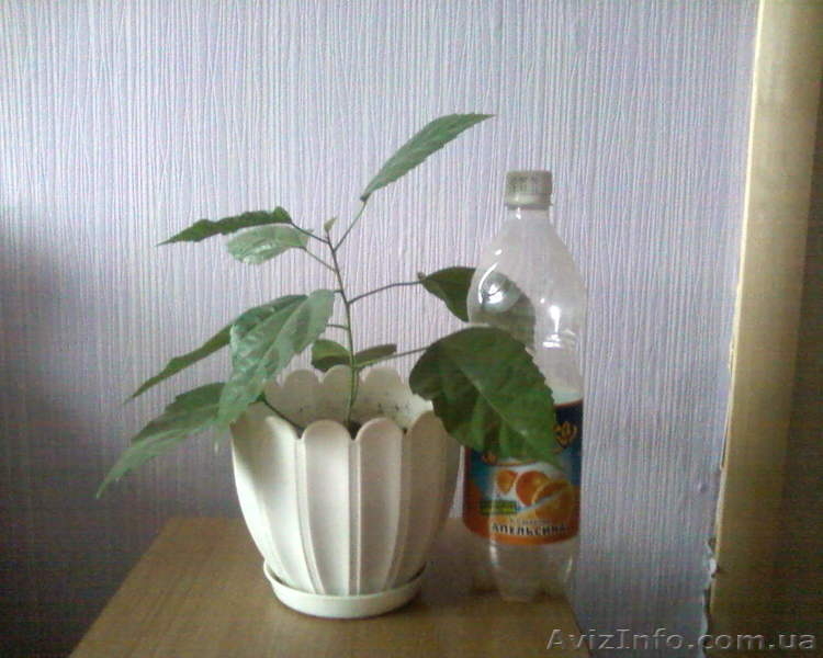 Гибискус - китайская роза - <ro>Изображение</ro><ru>Изображение</ru> #5, <ru>Объявление</ru> #981580