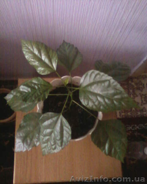 Гибискус - китайская роза - <ro>Изображение</ro><ru>Изображение</ru> #6, <ru>Объявление</ru> #981580