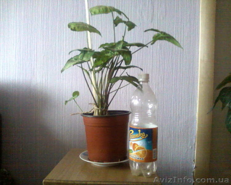 Сингониум ножколистный - <ro>Изображение</ro><ru>Изображение</ru> #3, <ru>Объявление</ru> #981550