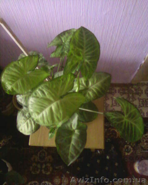 Сингониум ножколистный - <ro>Изображение</ro><ru>Изображение</ru> #5, <ru>Объявление</ru> #981550