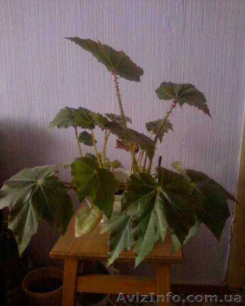 Бегония воротничковая - <ro>Изображение</ro><ru>Изображение</ru> #3, <ru>Объявление</ru> #981570