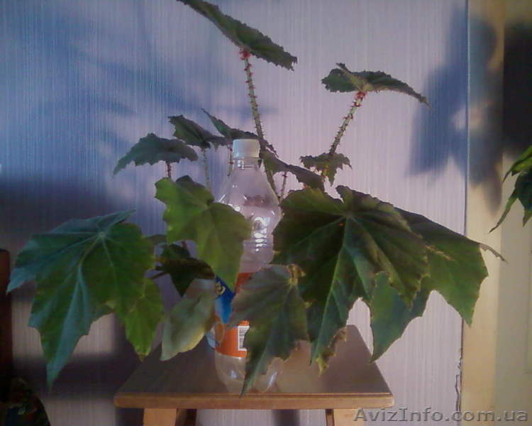 Бегония воротничковая - <ro>Изображение</ro><ru>Изображение</ru> #4, <ru>Объявление</ru> #981570