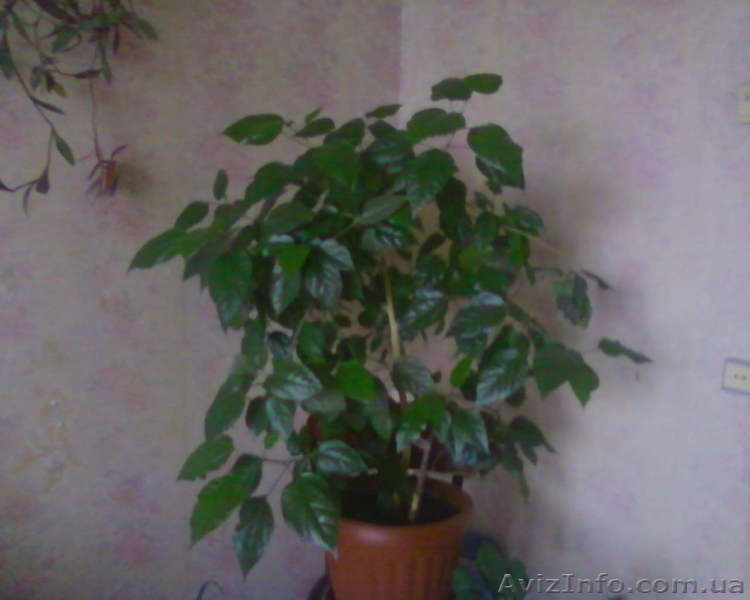 Гибискус - китайская роза - <ro>Изображение</ro><ru>Изображение</ru> #3, <ru>Объявление</ru> #981580