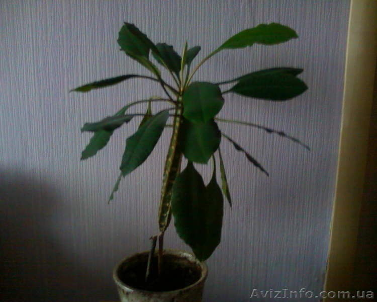 Молочай беложильный - <ro>Изображение</ro><ru>Изображение</ru> #1, <ru>Объявление</ru> #981647