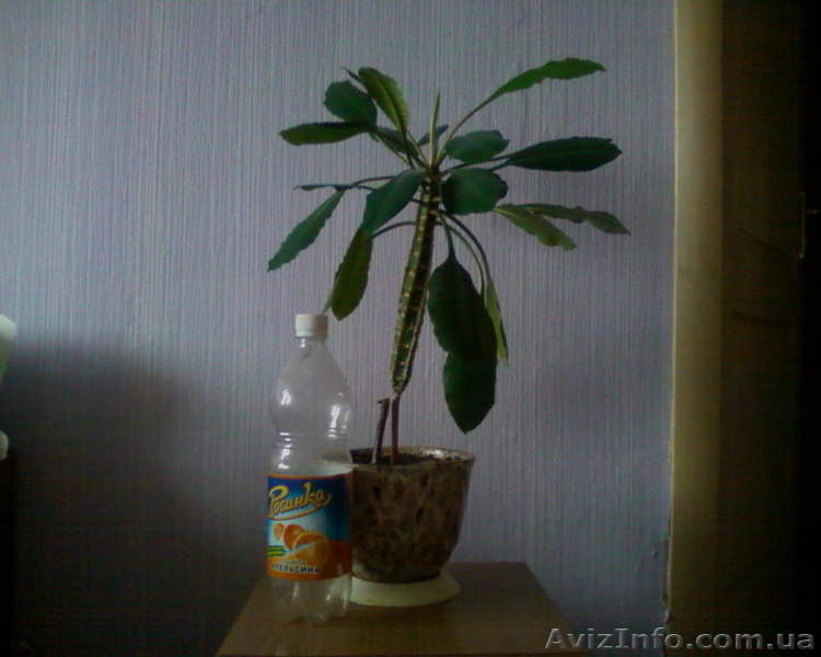 Молочай беложильный - <ro>Изображение</ro><ru>Изображение</ru> #3, <ru>Объявление</ru> #981647