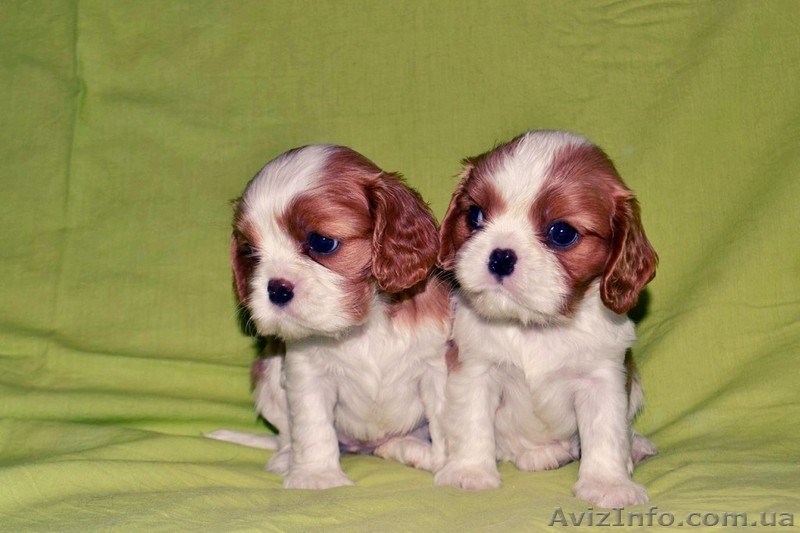 Породные щенки Кавале Чарльз спаниель - <ro>Изображение</ro><ru>Изображение</ru> #3, <ru>Объявление</ru> #437814