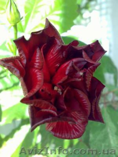 Гибискус - китайская роза - <ro>Изображение</ro><ru>Изображение</ru> #4, <ru>Объявление</ru> #981580