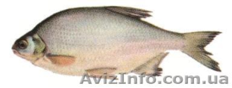Продается свежая охлажденная рыба - <ro>Изображение</ro><ru>Изображение</ru> #2, <ru>Объявление</ru> #984286