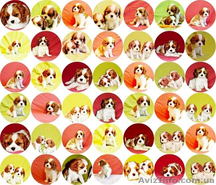 Породные щенки Кавале Чарльз спаниель - <ro>Изображение</ro><ru>Изображение</ru> #5, <ru>Объявление</ru> #437814