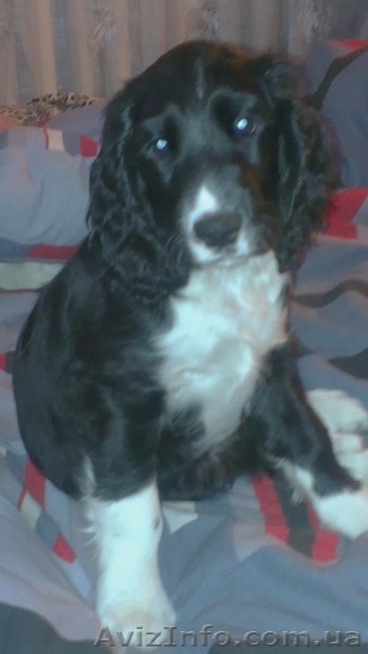  щенки Русского Спаниеля - <ro>Изображение</ro><ru>Изображение</ru> #1, <ru>Объявление</ru> #982783