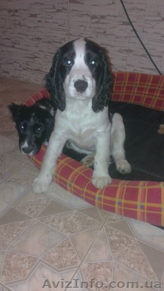  щенки Русского Спаниеля - <ro>Изображение</ro><ru>Изображение</ru> #2, <ru>Объявление</ru> #982783