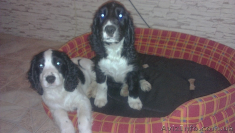  щенки Русского Спаниеля - <ro>Изображение</ro><ru>Изображение</ru> #3, <ru>Объявление</ru> #982783