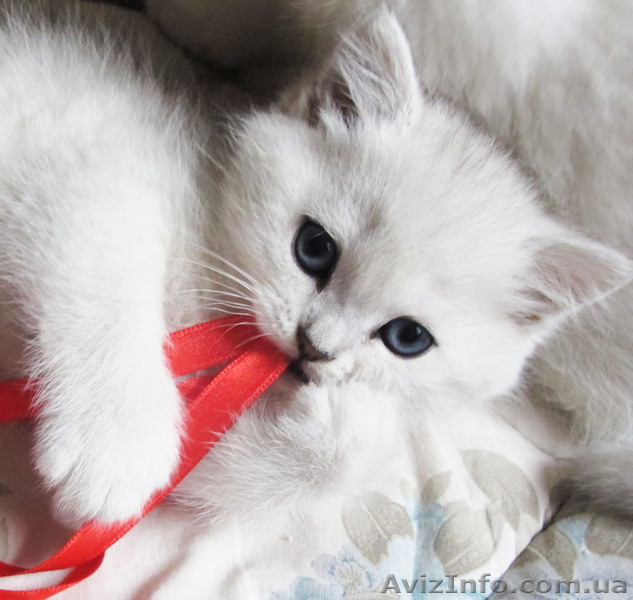 Элитные котята Британская шиншилла - <ro>Изображение</ro><ru>Изображение</ru> #2, <ru>Объявление</ru> #980574