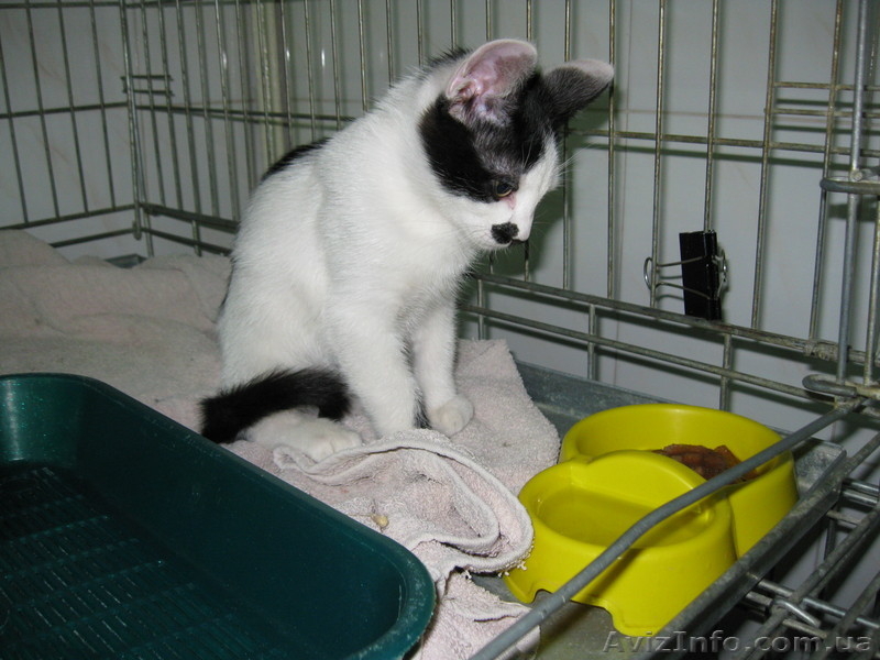 Віддам кошенятко Бантика - <ro>Изображение</ro><ru>Изображение</ru> #2, <ru>Объявление</ru> #970532