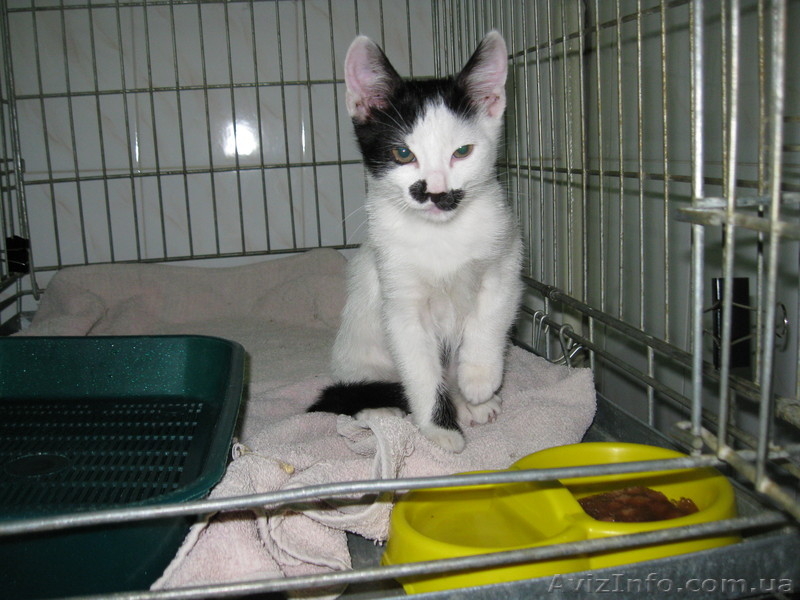 Віддам кошенятко Бантика - <ro>Изображение</ro><ru>Изображение</ru> #1, <ru>Объявление</ru> #970532