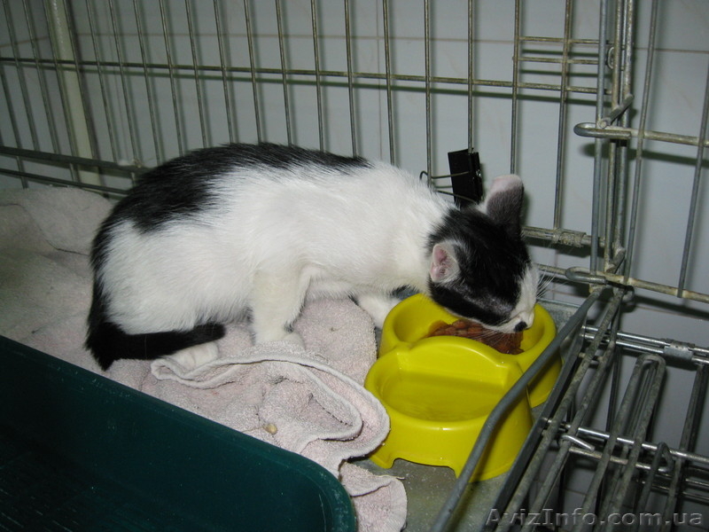 Віддам кошенятко Бантика - <ro>Изображение</ro><ru>Изображение</ru> #3, <ru>Объявление</ru> #970532