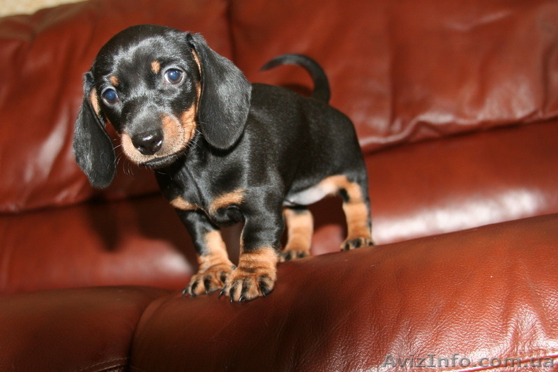 Такса миниатюрная(карликовая)-щенки - <ro>Изображение</ro><ru>Изображение</ru> #1, <ru>Объявление</ru> #971913