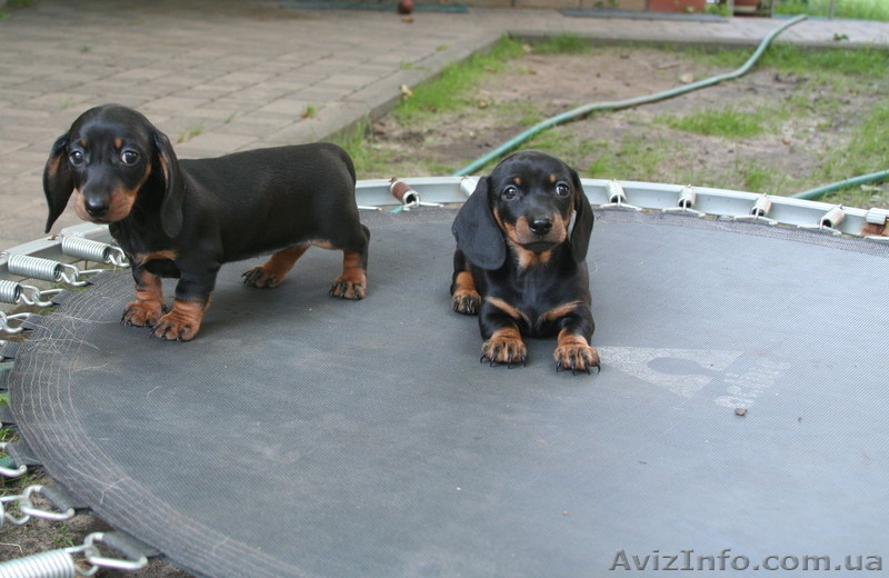 Такса миниатюрная(карликовая)-щенки - <ro>Изображение</ro><ru>Изображение</ru> #2, <ru>Объявление</ru> #971913