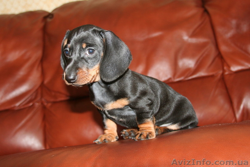 Такса миниатюрная(карликовая)-щенки - <ro>Изображение</ro><ru>Изображение</ru> #3, <ru>Объявление</ru> #971913