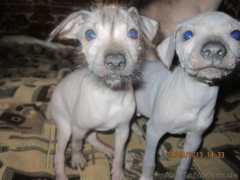 щенки голой мексиканской собачки - <ro>Изображение</ro><ru>Изображение</ru> #2, <ru>Объявление</ru> #975378