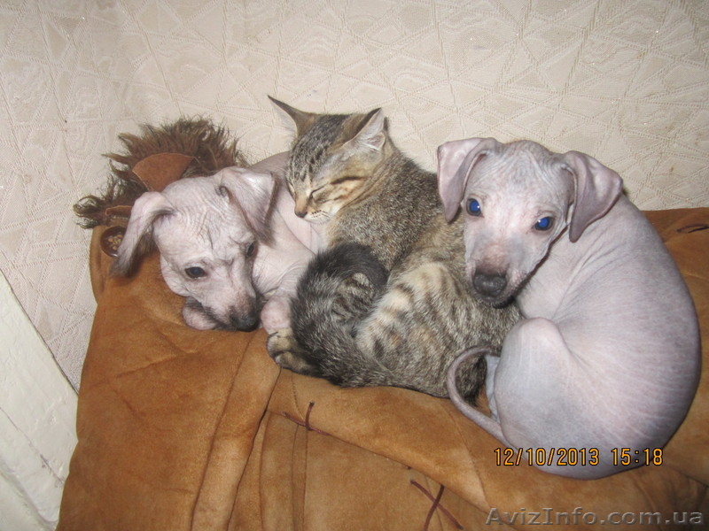 щенки голой мексиканской собачки - <ro>Изображение</ro><ru>Изображение</ru> #3, <ru>Объявление</ru> #975378