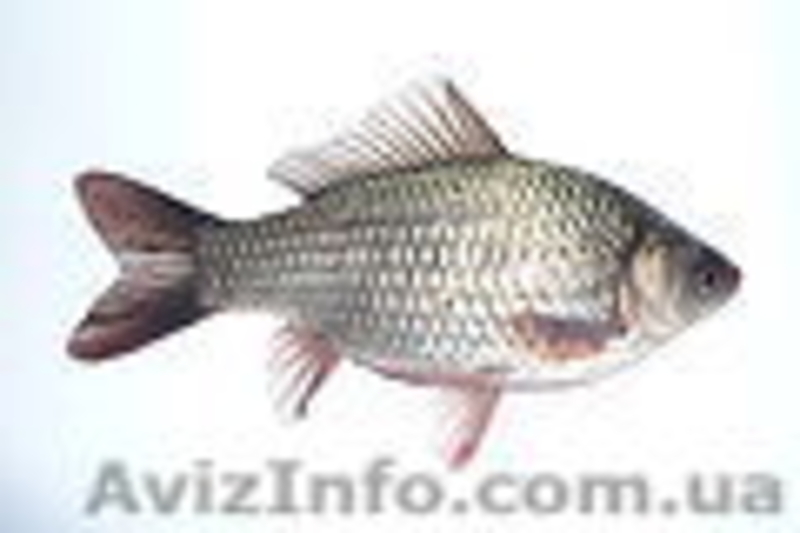 Продается свежая охлажденная рыба - <ro>Изображение</ro><ru>Изображение</ru> #5, <ru>Объявление</ru> #984286