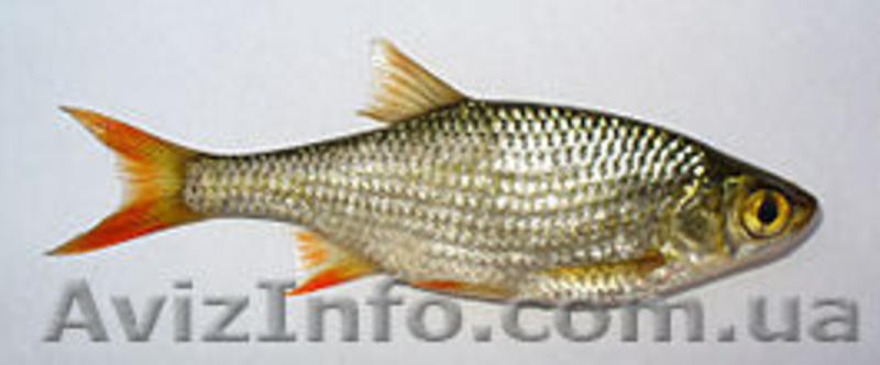 Продается свежая охлажденная рыба - <ro>Изображение</ro><ru>Изображение</ru> #10, <ru>Объявление</ru> #984286