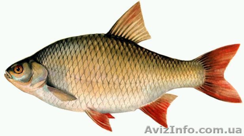 Продается свежая охлажденная рыба - <ro>Изображение</ro><ru>Изображение</ru> #9, <ru>Объявление</ru> #984286