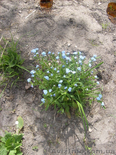 многолетние цветы - <ro>Изображение</ro><ru>Изображение</ru> #1, <ru>Объявление</ru> #971781