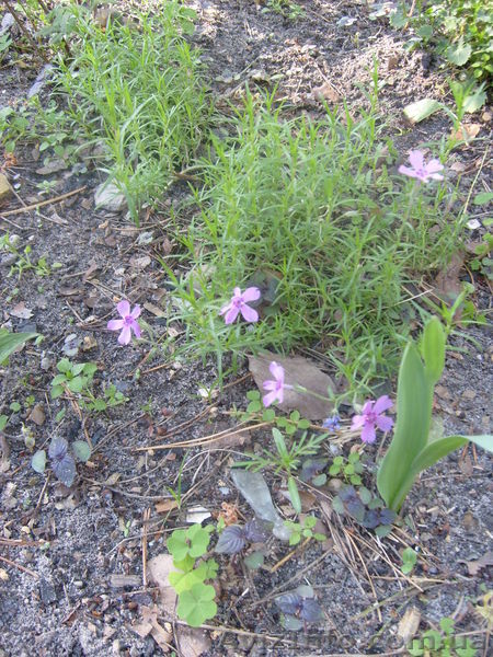 многолетние цветы - <ro>Изображение</ro><ru>Изображение</ru> #3, <ru>Объявление</ru> #971781