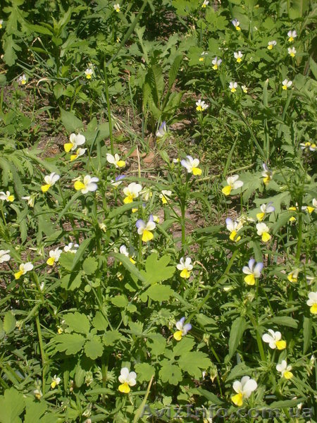 многолетние цветы - <ro>Изображение</ro><ru>Изображение</ru> #7, <ru>Объявление</ru> #971781