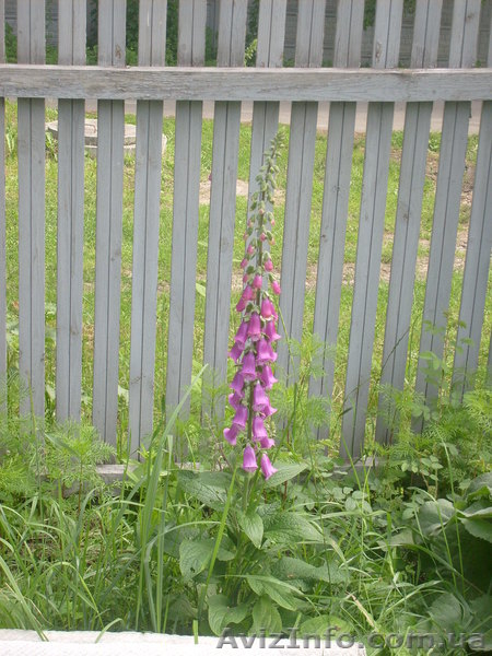 многолетние цветы - <ro>Изображение</ro><ru>Изображение</ru> #4, <ru>Объявление</ru> #971781