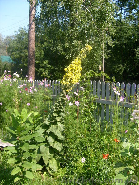 многолетние цветы - <ro>Изображение</ro><ru>Изображение</ru> #8, <ru>Объявление</ru> #971781